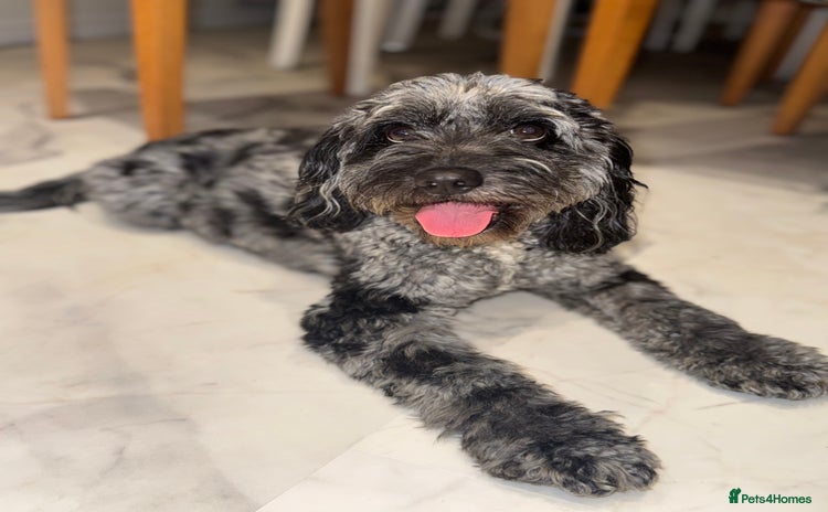 Cockapoo dogs - Advert 16