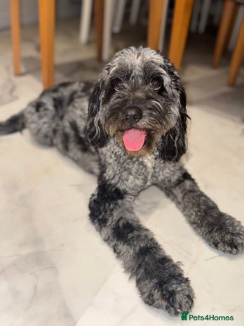 Cockapoo dogs - Advert 1