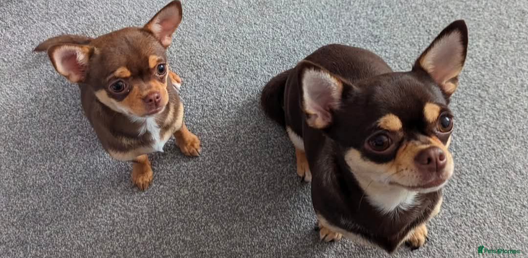 Chihuahua dogs  Very small chihuahua puppies - Advert 4