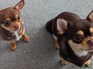 Chihuahua dogs Very small chihuahua puppies - Advert 4