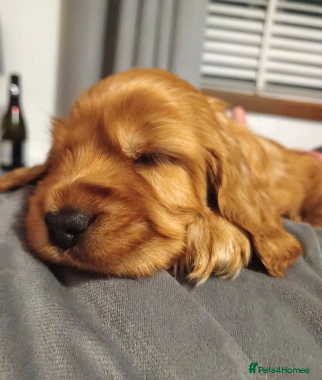 Gallery Image {{count}}