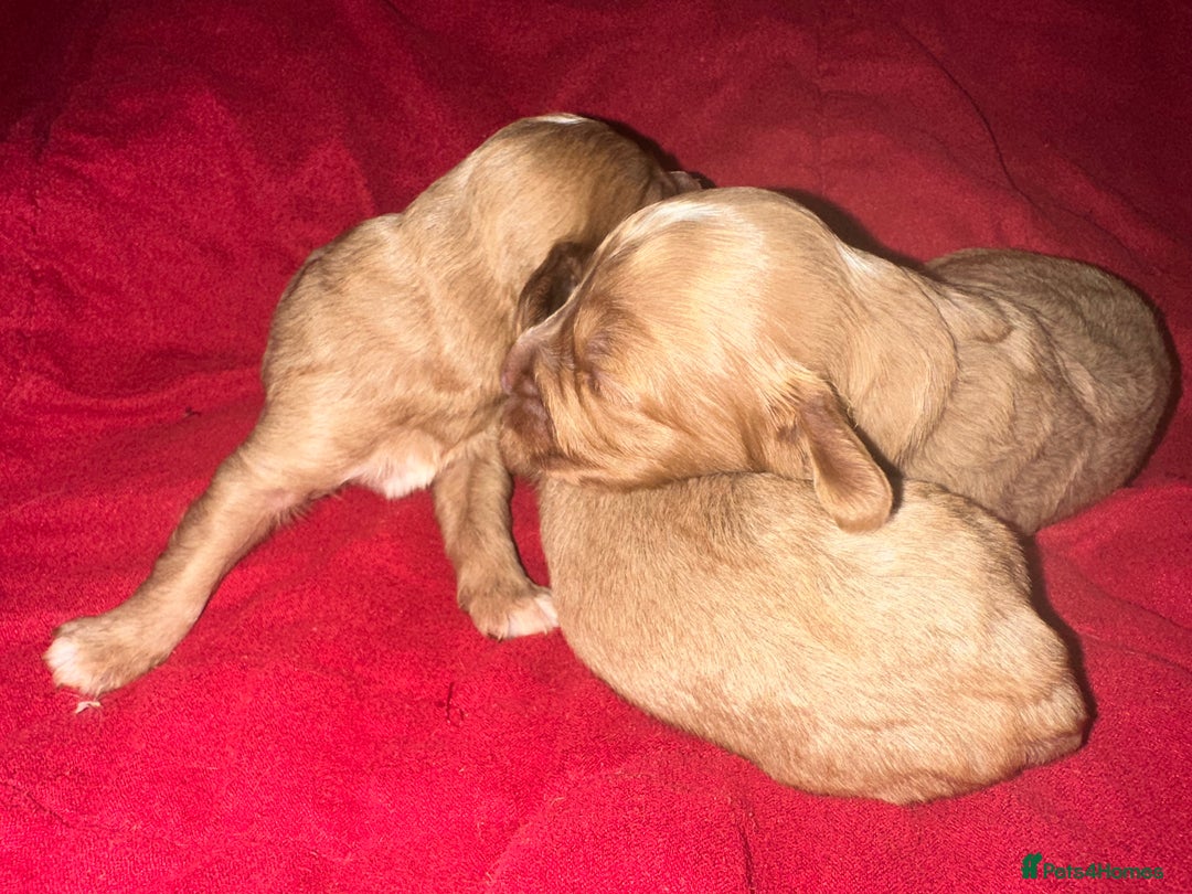 Cavapoo dogs for sale: Cavapoo Puppies - Advert 2