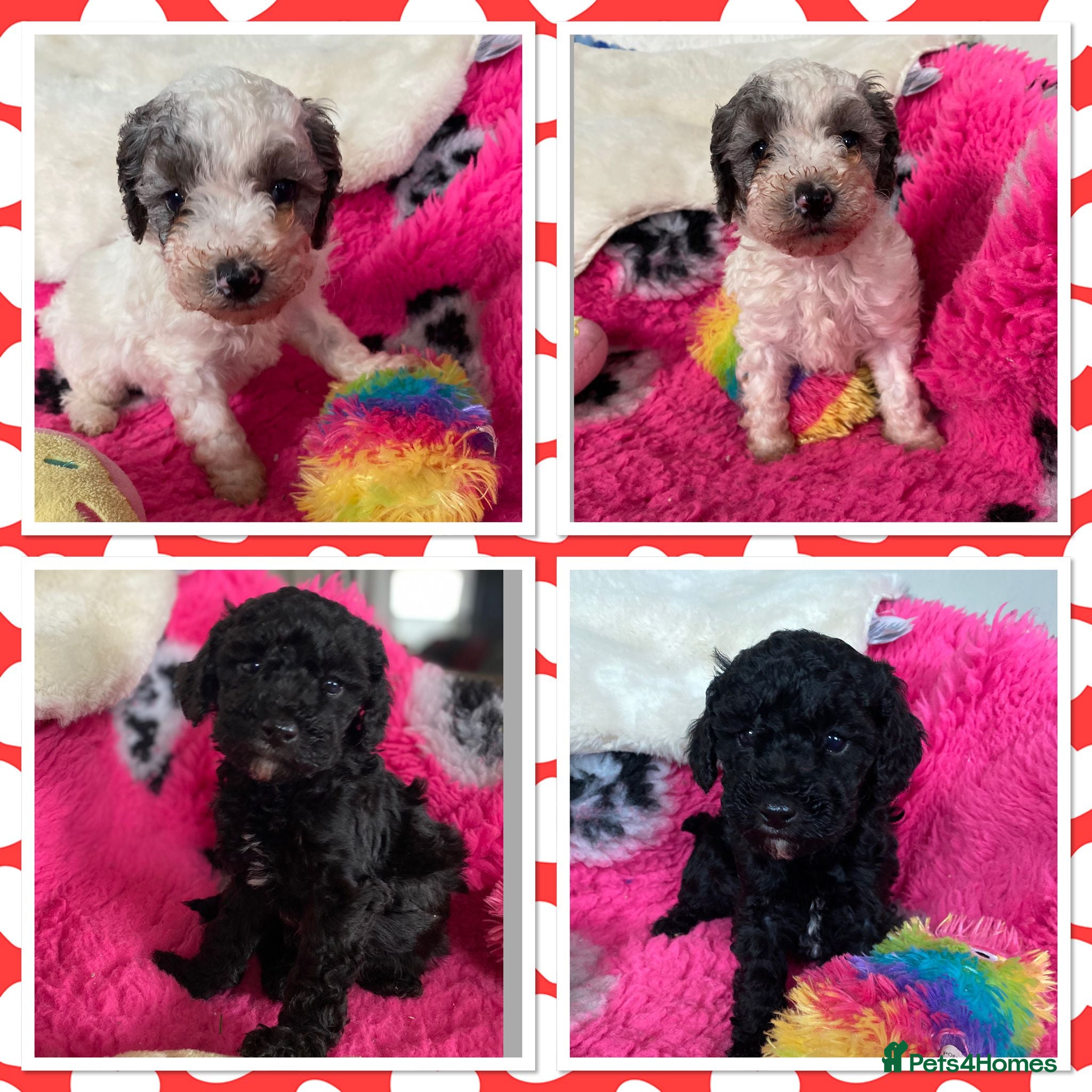 Cavapoo dogs Beautiful cavapoo puppies - Advert 1