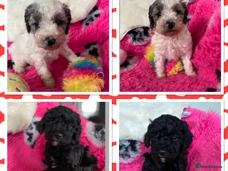 Cavapoo dogs Beautiful cavapoo puppies - Advert 7