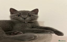 British Shorthair cats for sale: 🏆GCCF & TICA Pedigree Kitten, DELIVERY AVAILABLE! - Image 9