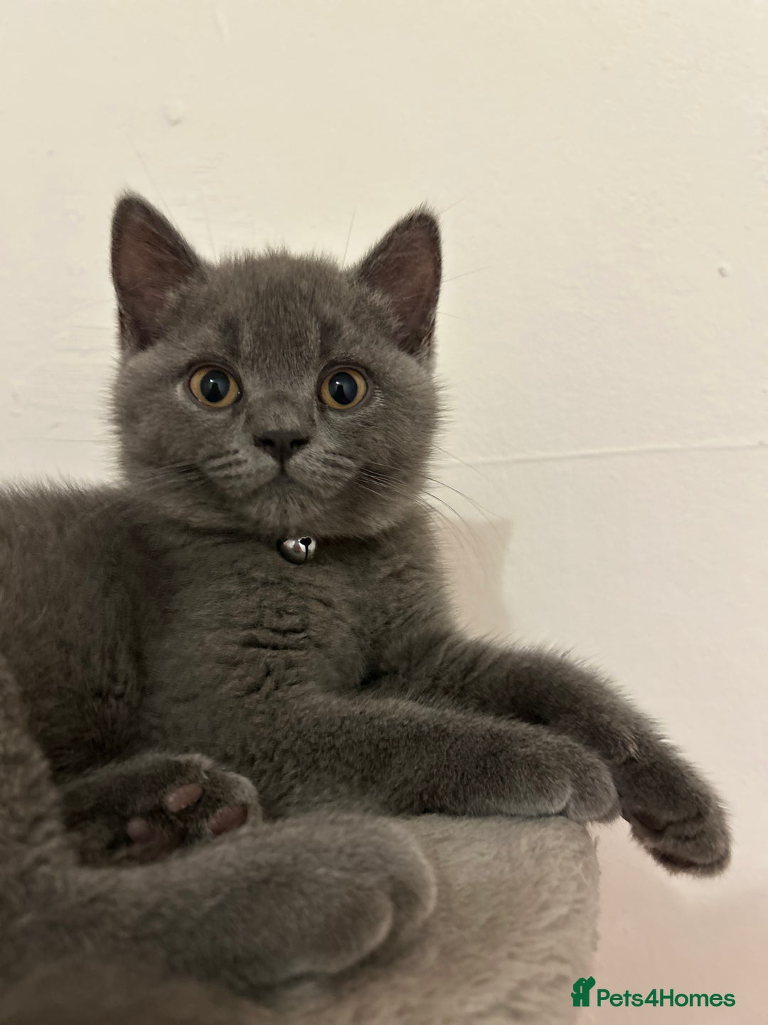 British Shorthair cats for sale: 🏆GCCF & TICA Pedigree Kitten, DELIVERY AVAILABLE! - Image 9
