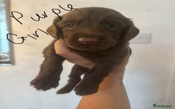 Cocker Spaniel dogs for sale: Cocker Spaniel Puppies - Image 7