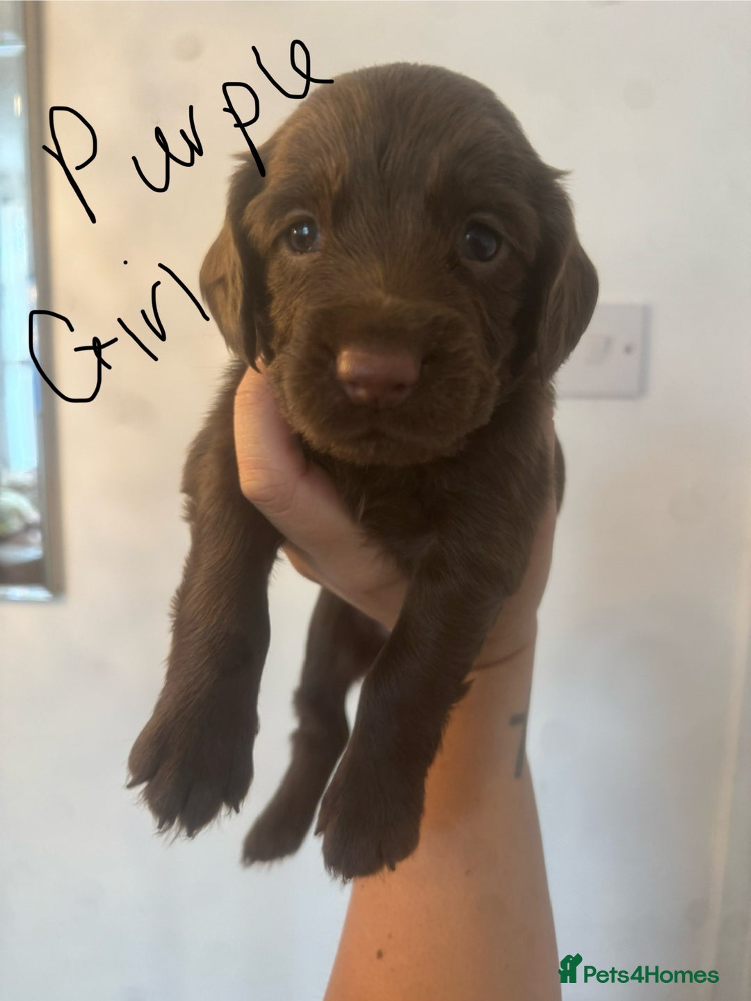 Cocker Spaniel dogs for sale: Cocker Spaniel Puppies - Image 7