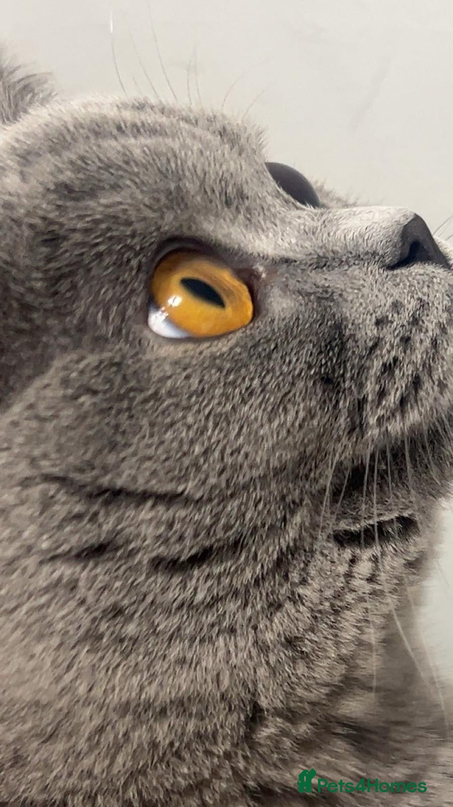 British Shorthair cats 10 month old Make British Shorthair  - Advert 13