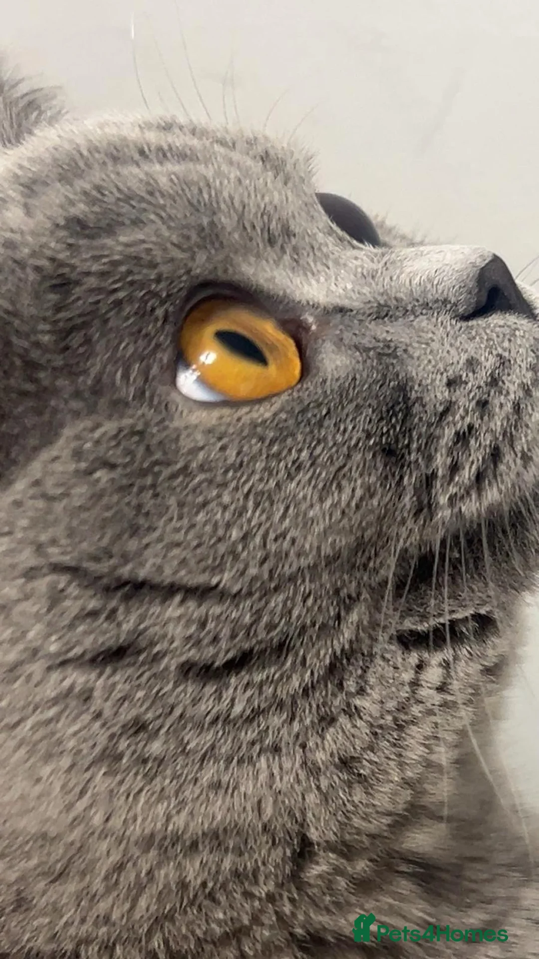 British Shorthair cats for sale: 10 month old Make British Shorthair  - Advert 2