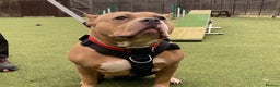 Staffordshire Bull Terrier dogs for adoption: Pumpkin - Advert 2