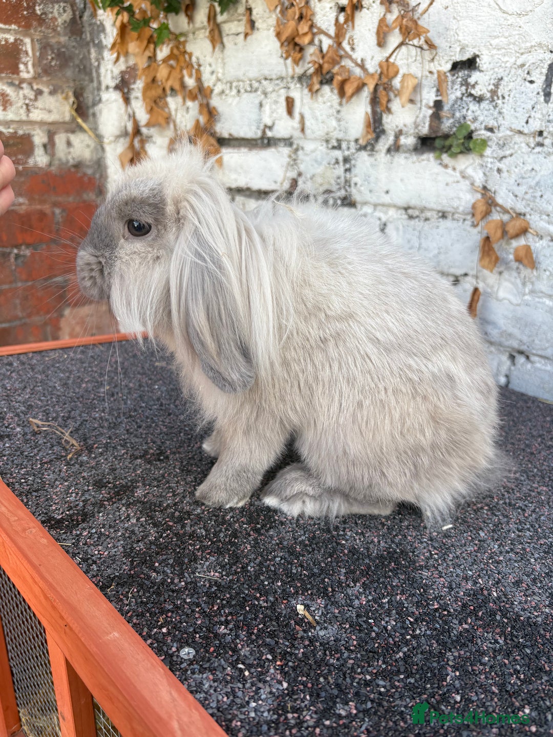 Mini Lion Lop rabbits for sale: Beautiful Lion Lop Sisters - Image 4