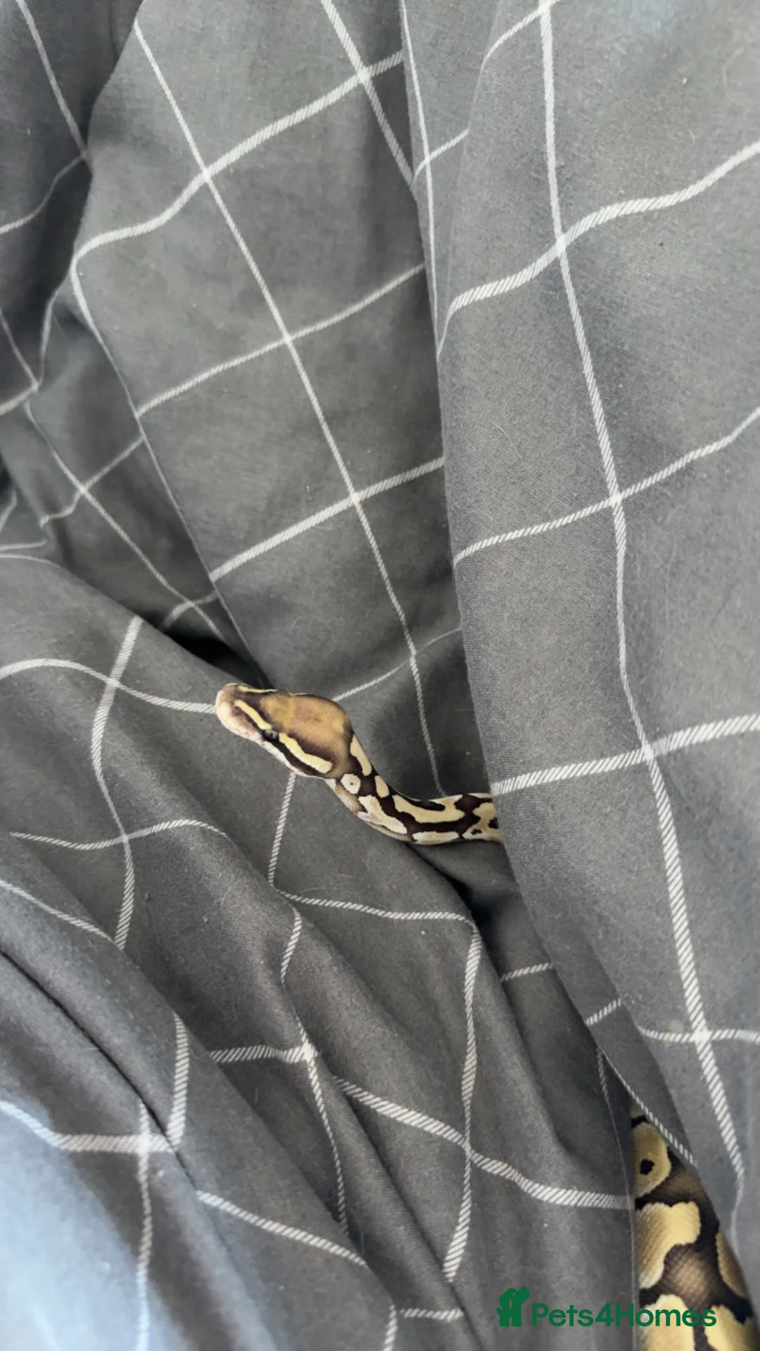 Python Snake reptiles for sale: Ball python  in Hemel Hempstead - Advert 6