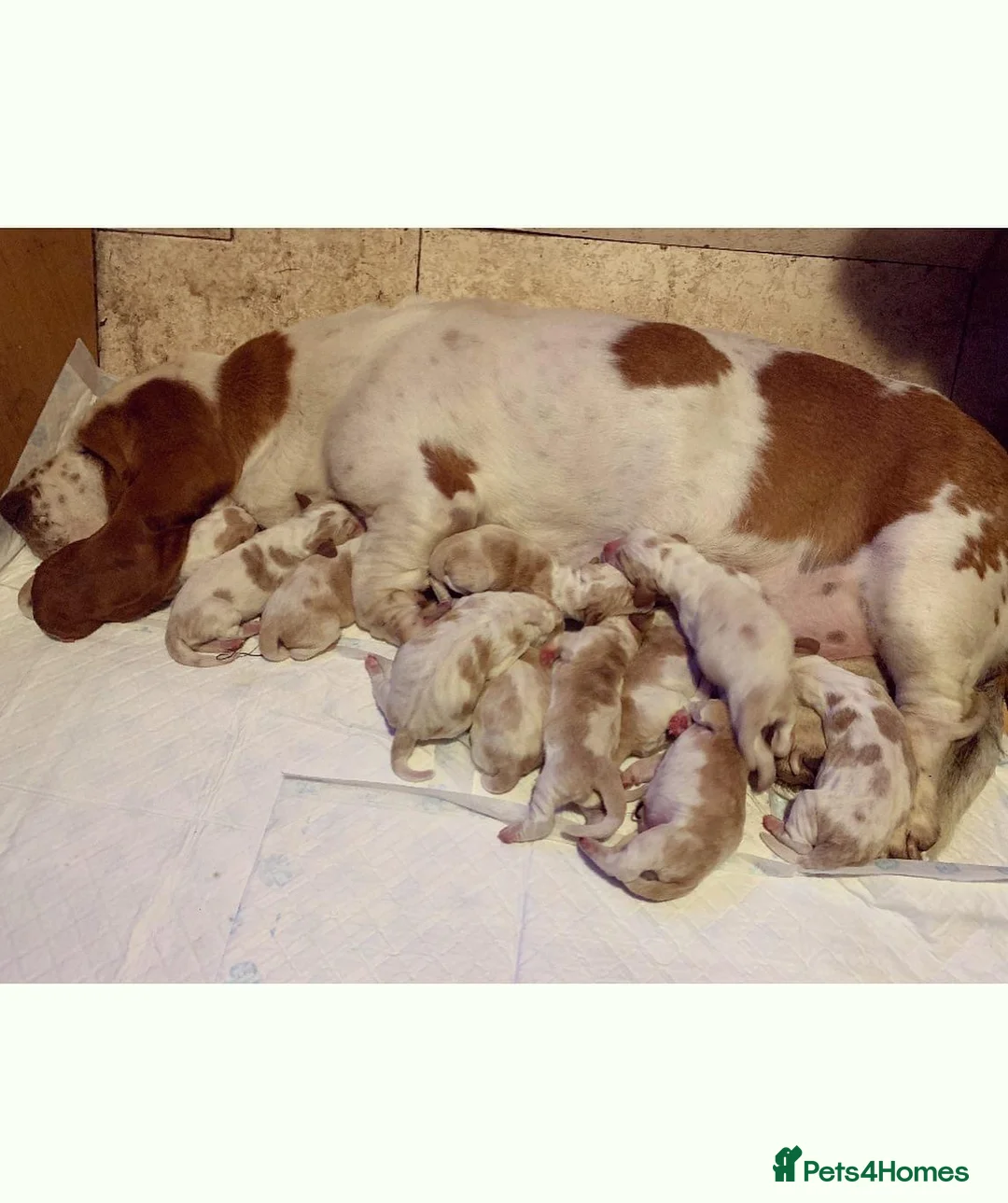 Basset Hound dogs for stud: Kc reg red and white proven Basset for stud in Cullompton - Advert 15