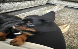 Mixed Breed dogs for sale: French bulldog X dauschaund - Image 2