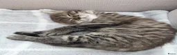 Maine Coon cats for sale: Half main coon kittens - Advert 20