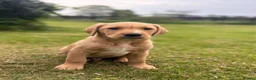Labrador Retriever dogs for sale: Red & gold lab puppies  in Telford - Advert 15