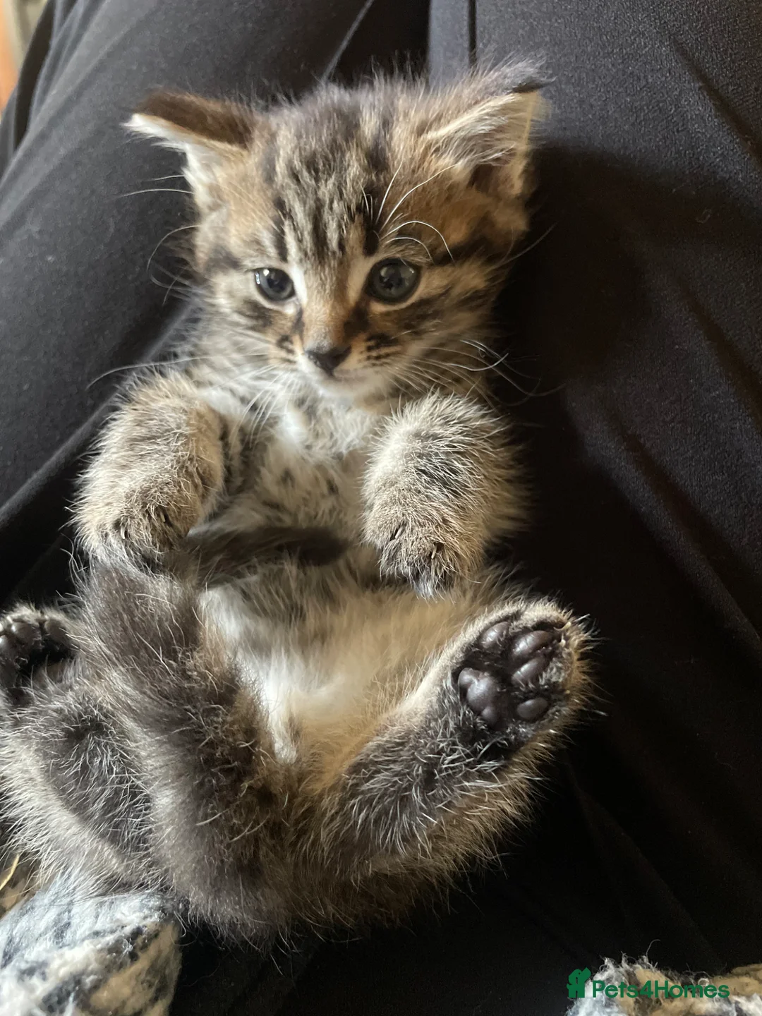 Mixed Breed cats for sale: 3 tabby mixed breed kittens  - Advert 12