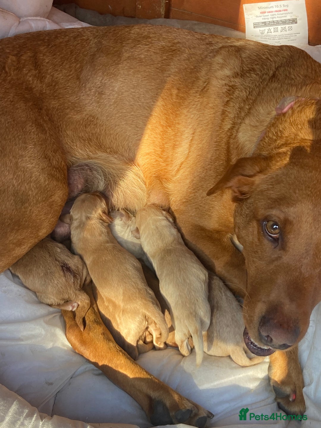 Labradoodle dogs for sale: Miniature F1 labradoodle  - Image 14