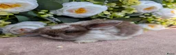 Mini Lop rabbits for sale: ❤️mini lop babies ❤️  - Advert 7