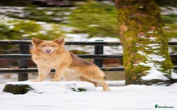 German Shepherd dogs for stud: Isabella & tan German shepherd stud dog - Image 9