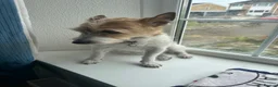 Jack Russell dogs for sale: Jack Russell - Advert 2