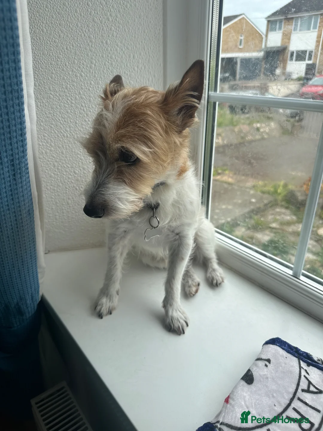 Jack Russell dogs for sale: Jack Russell - Advert 2