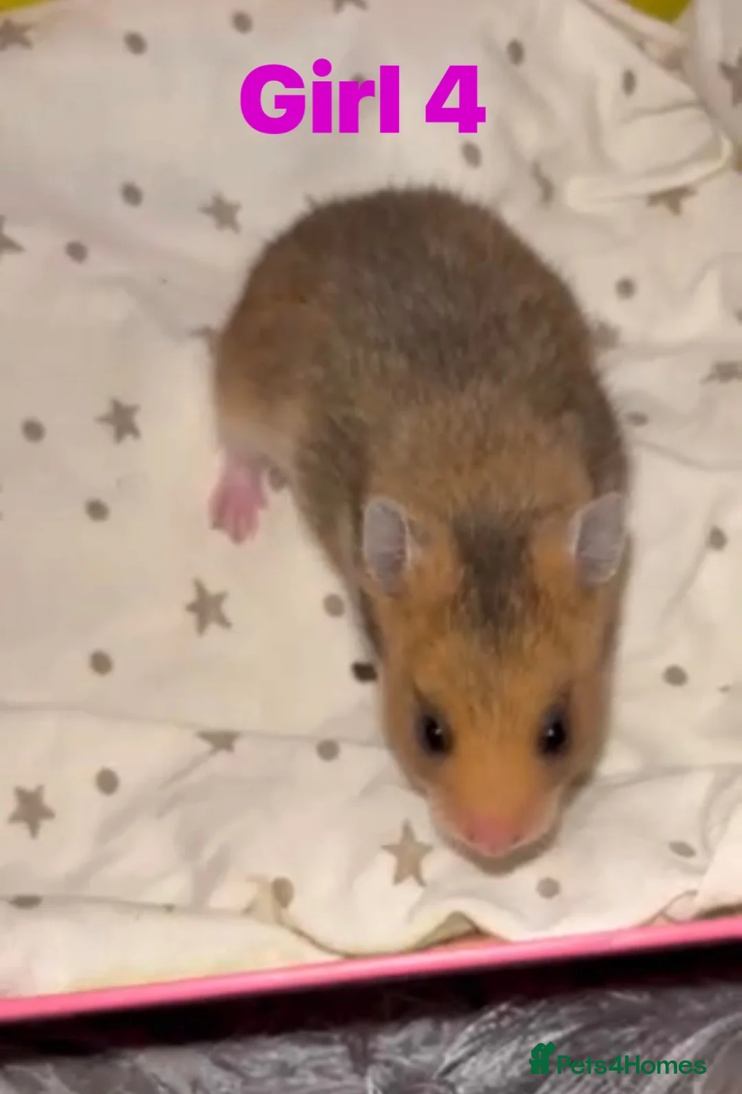 Hamster rodents for sale: Baby Hamsters - Advert 7