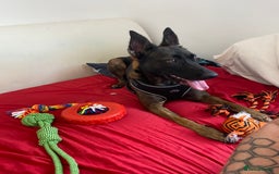 Belgian Shepherd Dog dogs for sale: Belgian Malinois 3 Year Old - Advert 3