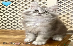 Maine Coon cats for sale: 🐾🦁 *TICA* MAINE COON KITTENS 🧬 DNA CLEAR 🦁🐾 - Image 15