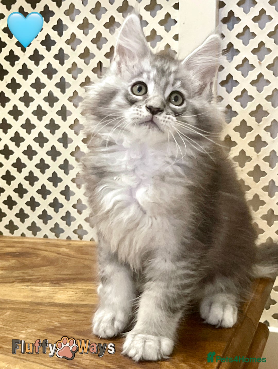 Maine Coon cats for sale: 🐾🦁 *TICA* MAINE COON KITTENS 🧬 DNA CLEAR 🦁🐾 - Image 15