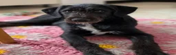 Mixed Breed dogs for sale: Beautiful family raised Husky x Springador Puppies - Advert 13