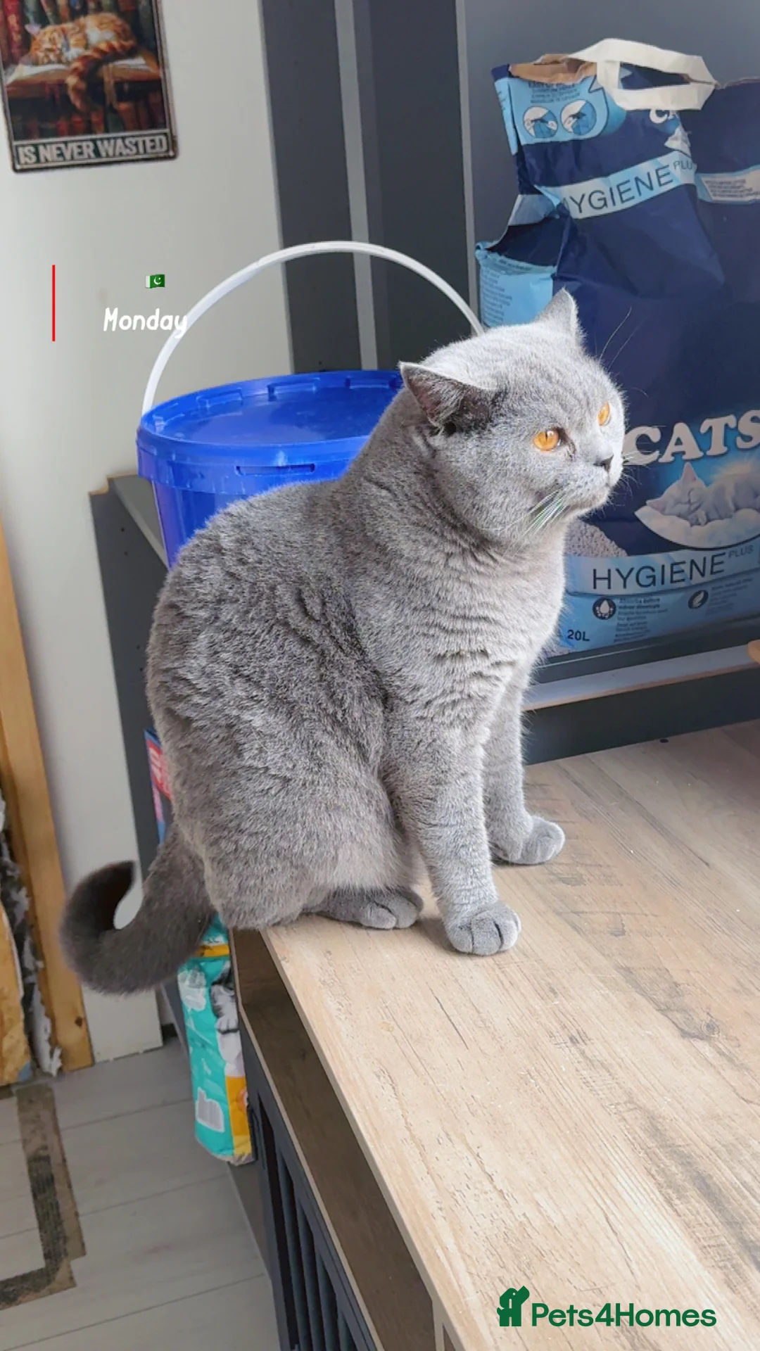 British Shorthair cats for stud: Top quality boy - Advert 3