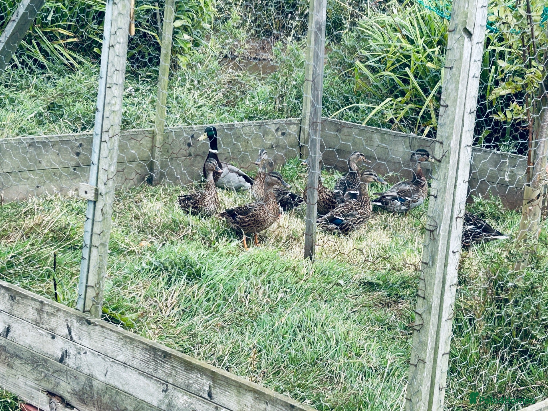 Ducks poultry Mallard Ducks for sale, and Mallard x Call ducks - Advert 2