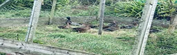 Ducks poultry for sale: Mallard Ducks for sale, and Mallard x Call ducks - Advert 2