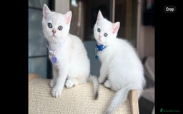 Scottish Fold cats for sale: Beautiful Scottish Straight&Fold Kittens Available - Image 2