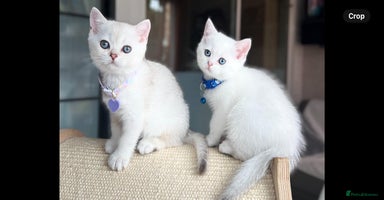 Scottish Fold cats - Advert 11