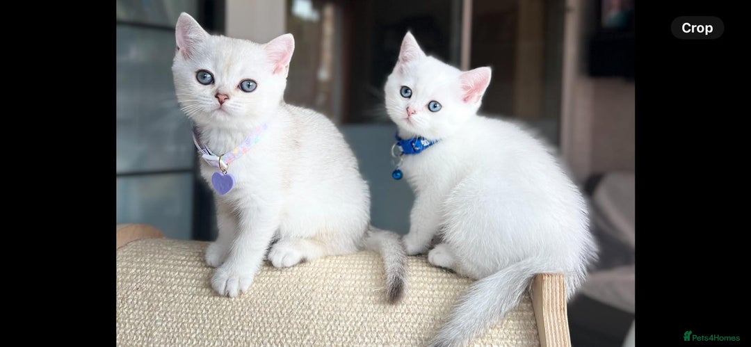 Scottish Fold cats for sale: Beautiful Scottish Straight&Fold Kittens Available - Image 2
