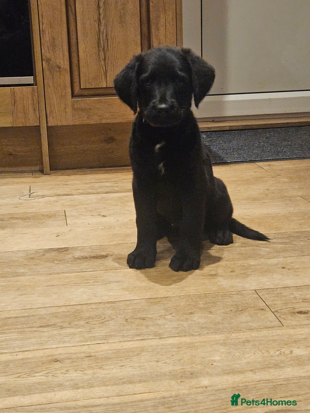 Mixed Breed dogs for sale: Rottweiler x poodle puppies ✨️ready now✨️ - Advert 19