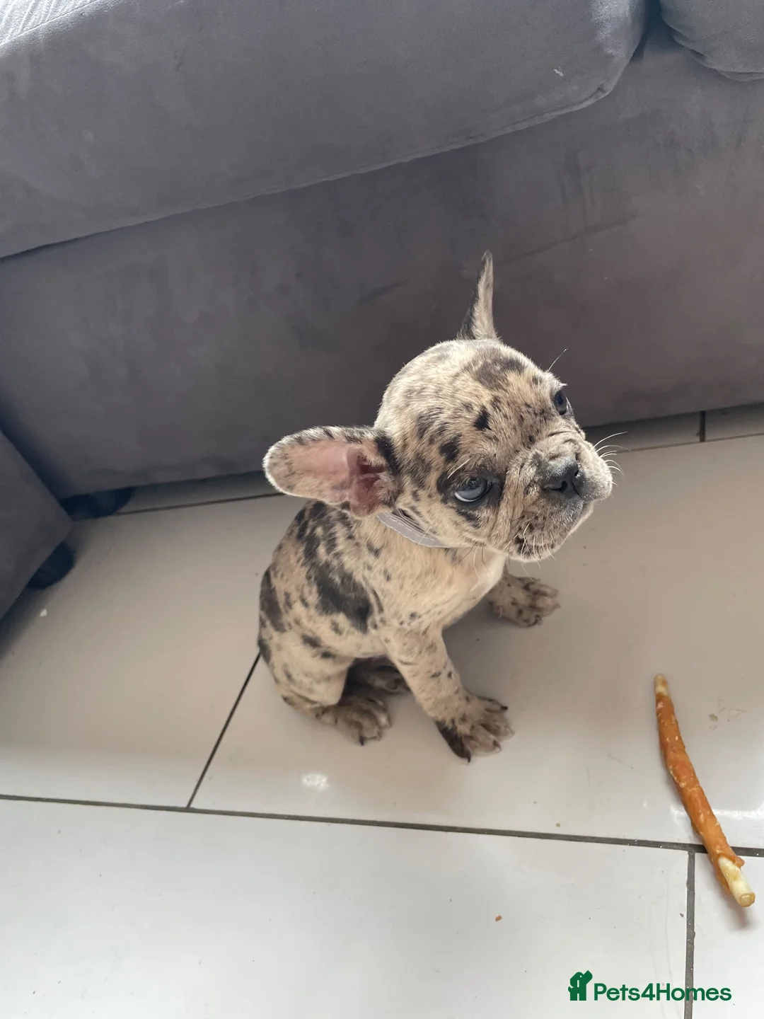 French Bulldog dogs for sale: French bulldog  - Advert 38