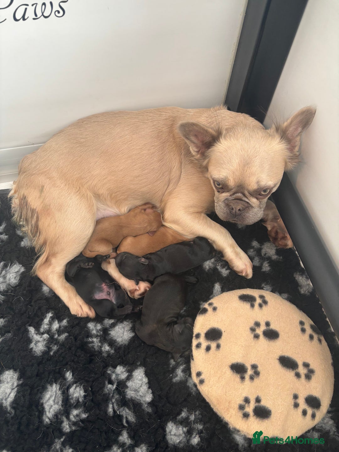 Mixed Breed dogs for sale: final reduction to find forever home  - Image 18