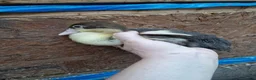 Chickens poultry for sale: Duckling and chicks available - Advert 22