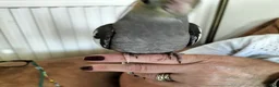 Cockatiels birds for sale: Hand Reared Cockatiel - Advert 5