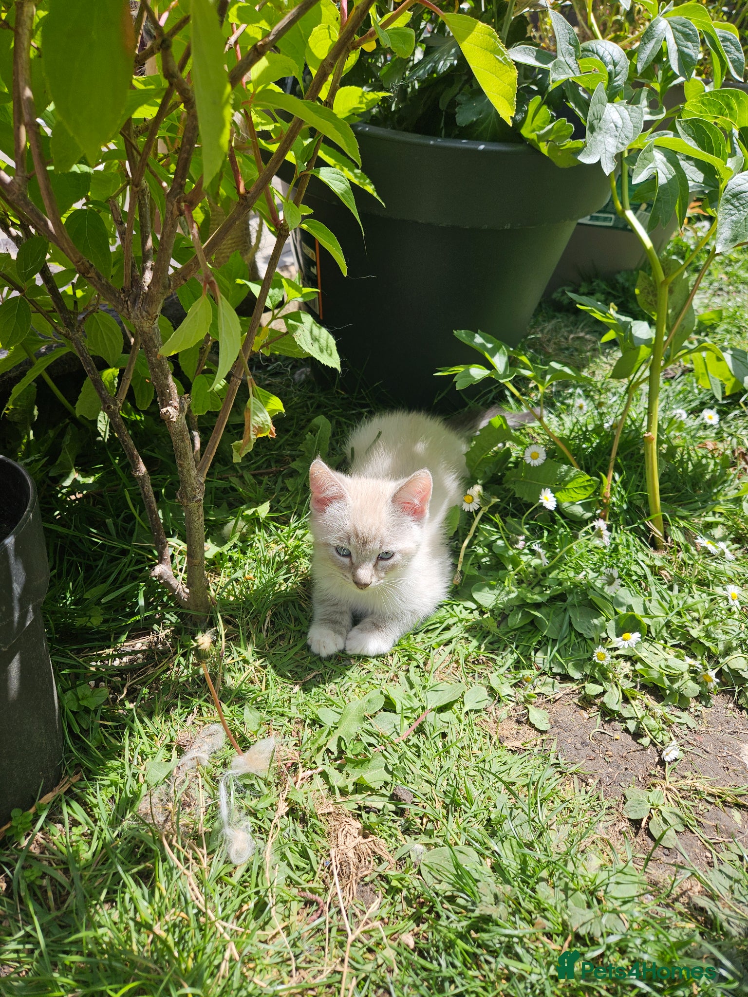 British Shorthair cats Stunning main coon x Benol  kittens ready for you. - Advert 2