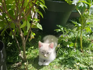 British Shorthair cats Stunning main coon x Benol kittens ready for you. - Advert 2