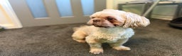 Shih Tzu dogs for stud: KC Reg Lavender Shih Tzu, Young Stud, FullPedigree - Advert 8