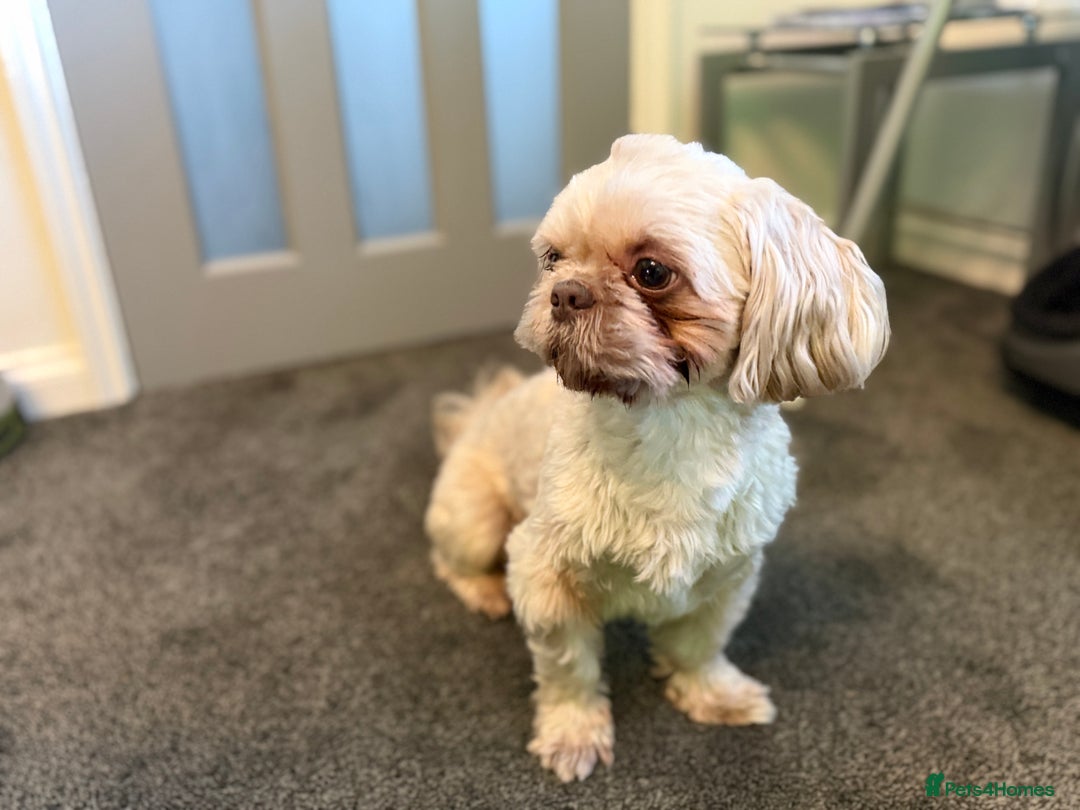 Shih Tzu dogs for stud: KC Reg Lavender Shih Tzu, Young Stud, FullPedigree - Advert 8