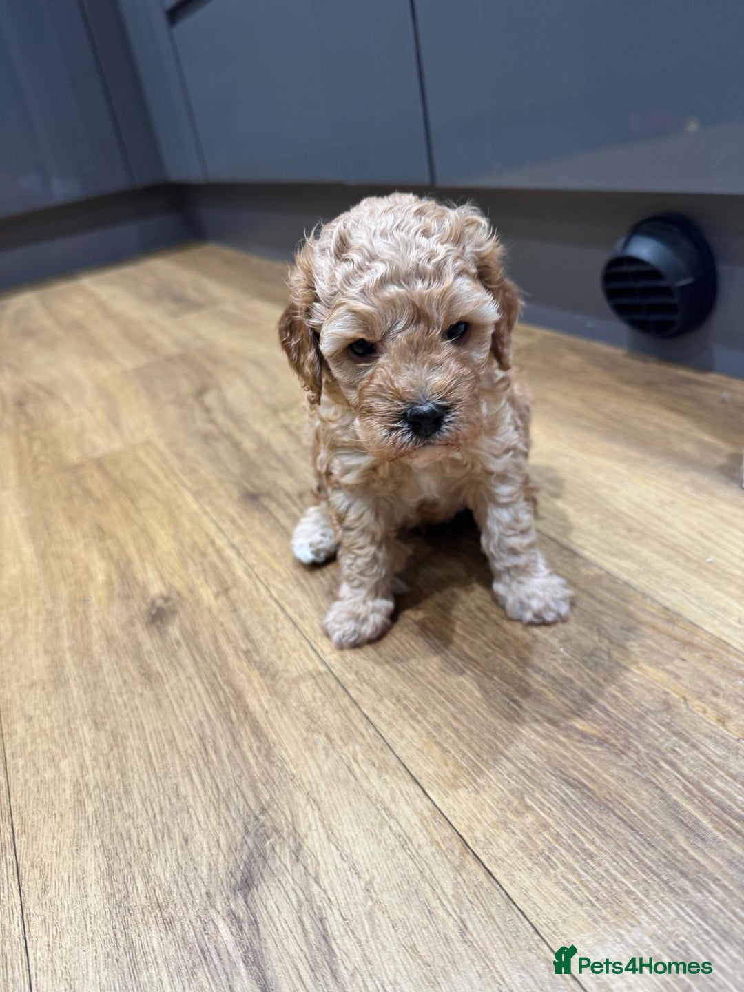Cavapoo dogs for sale: Two Gorgeous light red Cavapoo Boys  - Advert 5