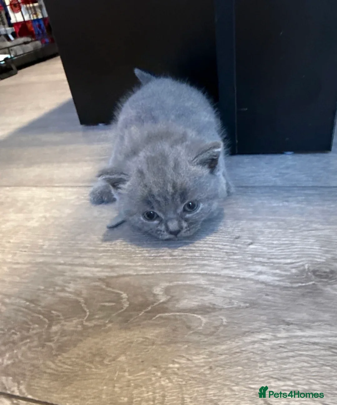British Shorthair cats for sale: Beautiful British Shorthair For Sale - Advert 7