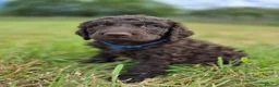 Irish Water Spaniel dogs for sale: Irish Water Spaniels  in Bishop Auckland - Advert 10